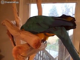 parrot laugh