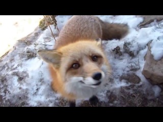 funny animals fox smiling goes on hands